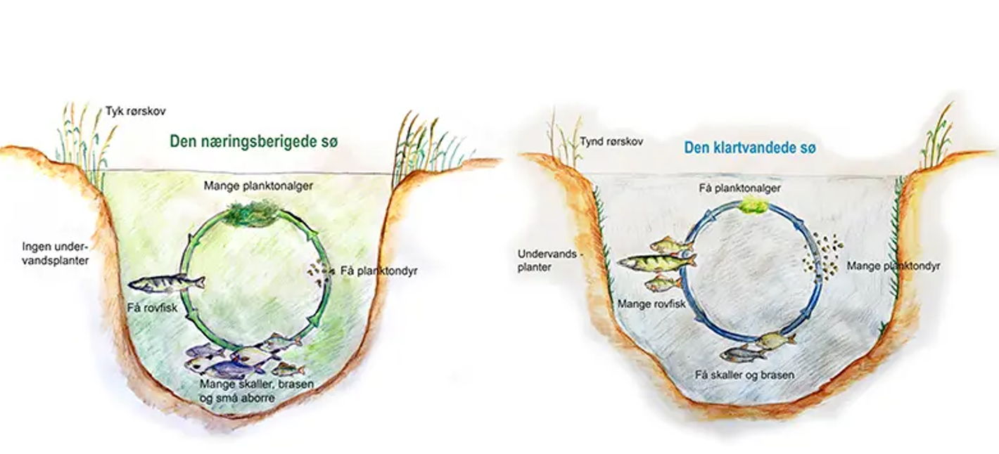 Tegning af restaurering i Hostrup sø