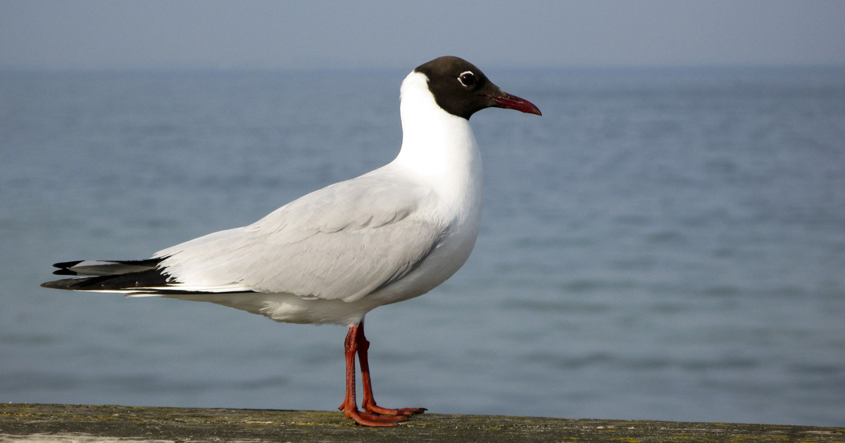 Måger